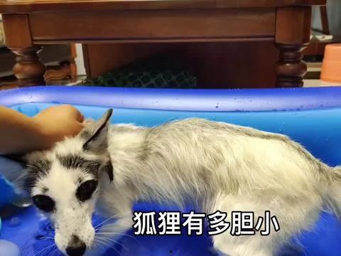 最新宠物爆料视频大全,萌宠视频大全，笑料横生，萌态百出！